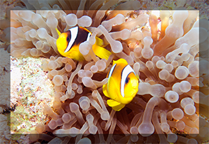 Red Sea Clown Fish pair anenome