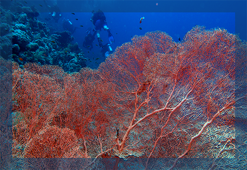 Red Sea Red Fan Coral