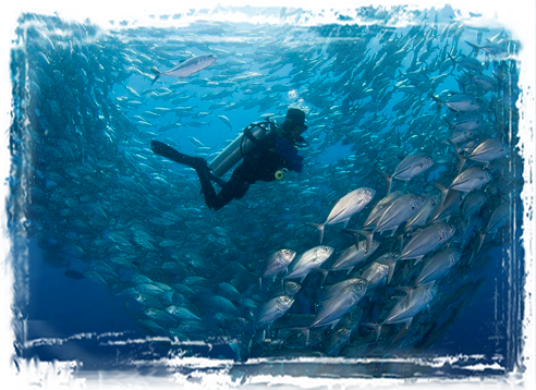 Diving in Bali Fish Tornado