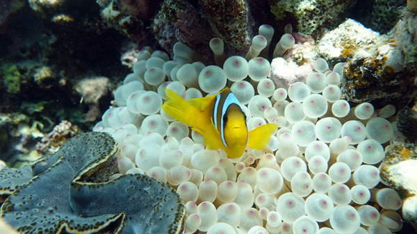 Ocean View Red Sea Liveaboard 2025 Nemo