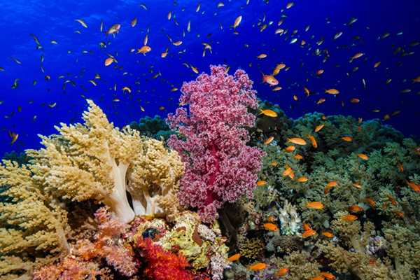 Ocean View Red Sea Liveaboard 2025 Red Sea Reef